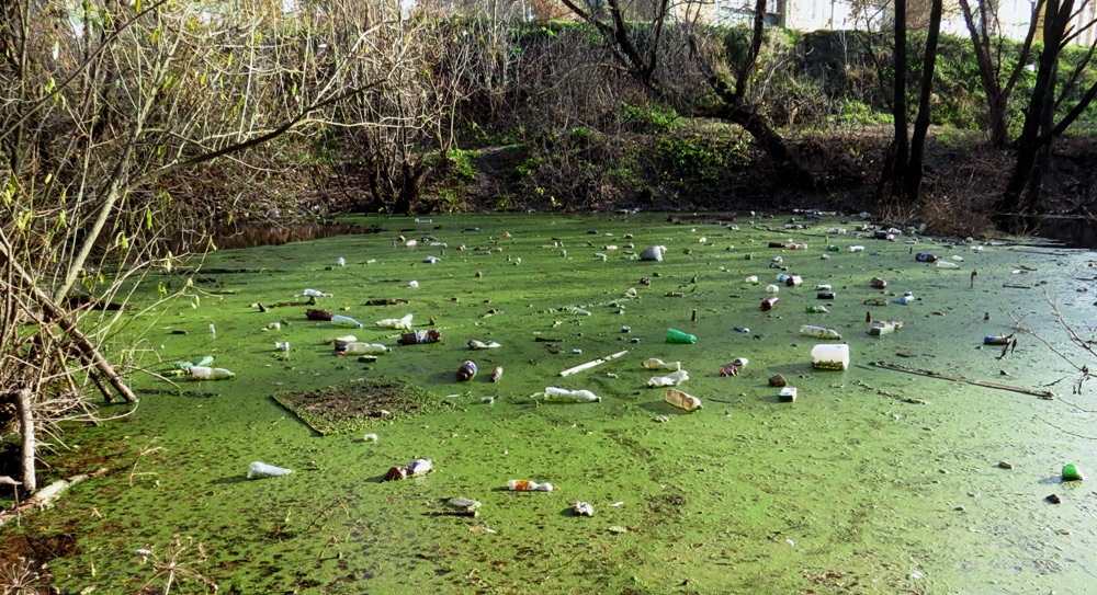 ГКО Курский Рыбозавод, image of landscape/habitat.