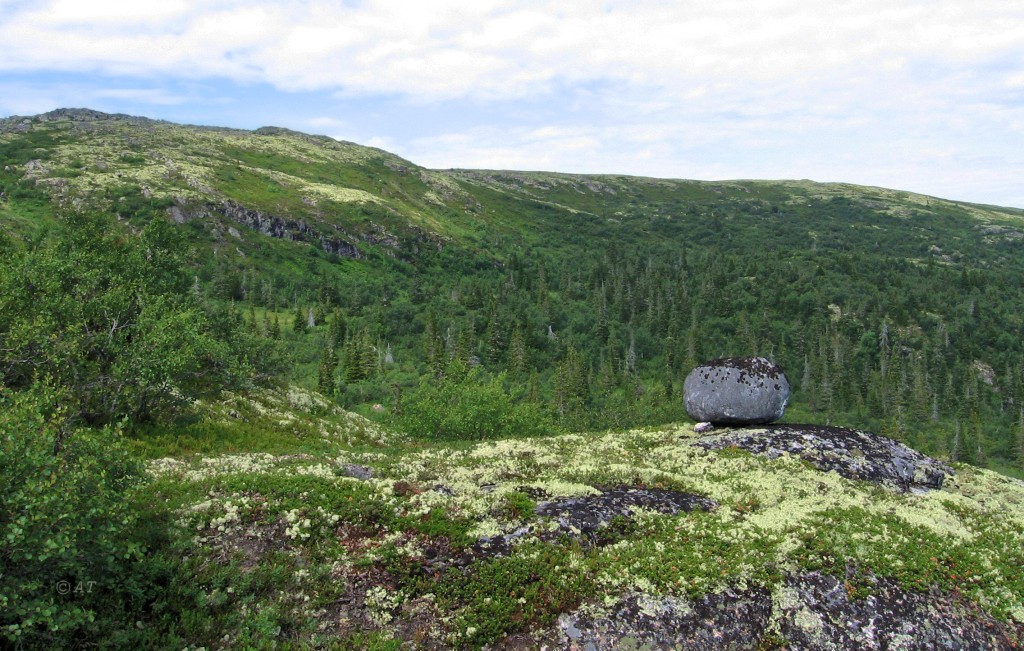 Колвицкие Тундры, image of landscape/habitat.