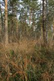 Image of landscape