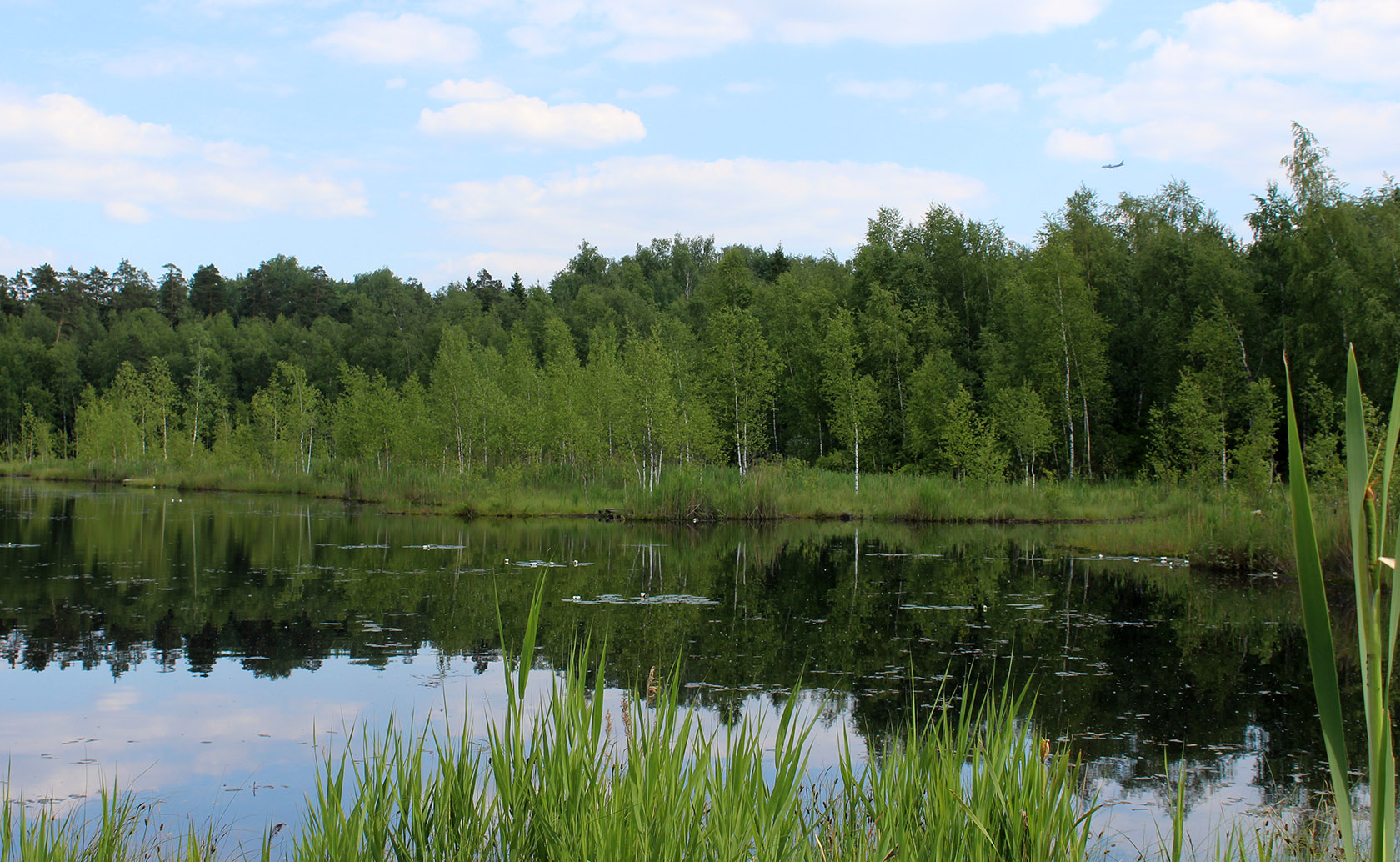 Щепкино болото, изображение ландшафта.