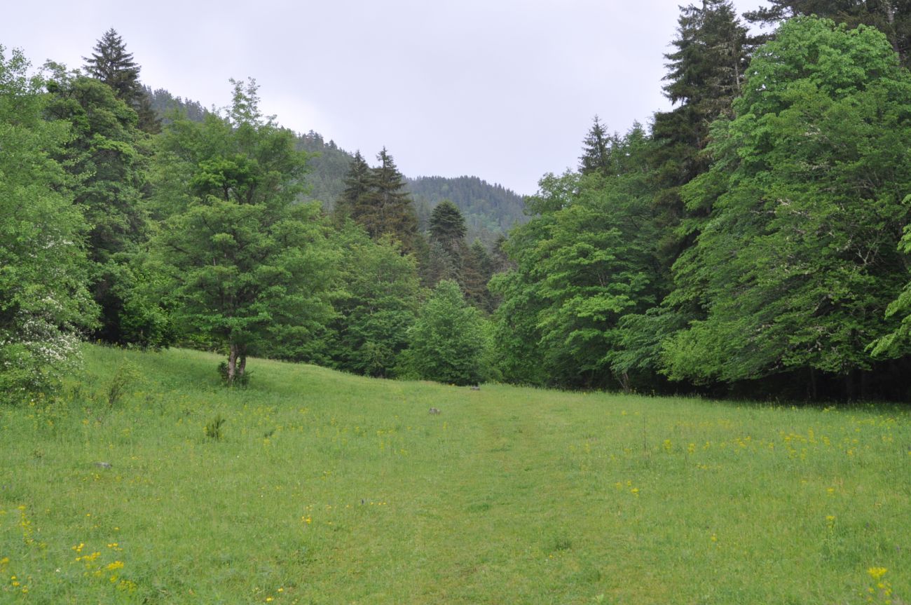 Долина ручья Квабисхеви, image of landscape/habitat.