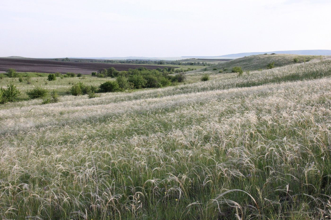 Окрестности посёлка Алексеевка, image of landscape/habitat.