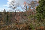 Южный склон Айкуайвенчорр, image of landscape/habitat.