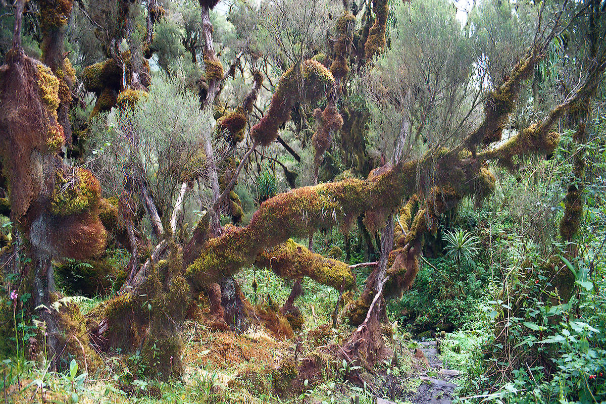 Рувензори, image of landscape/habitat.