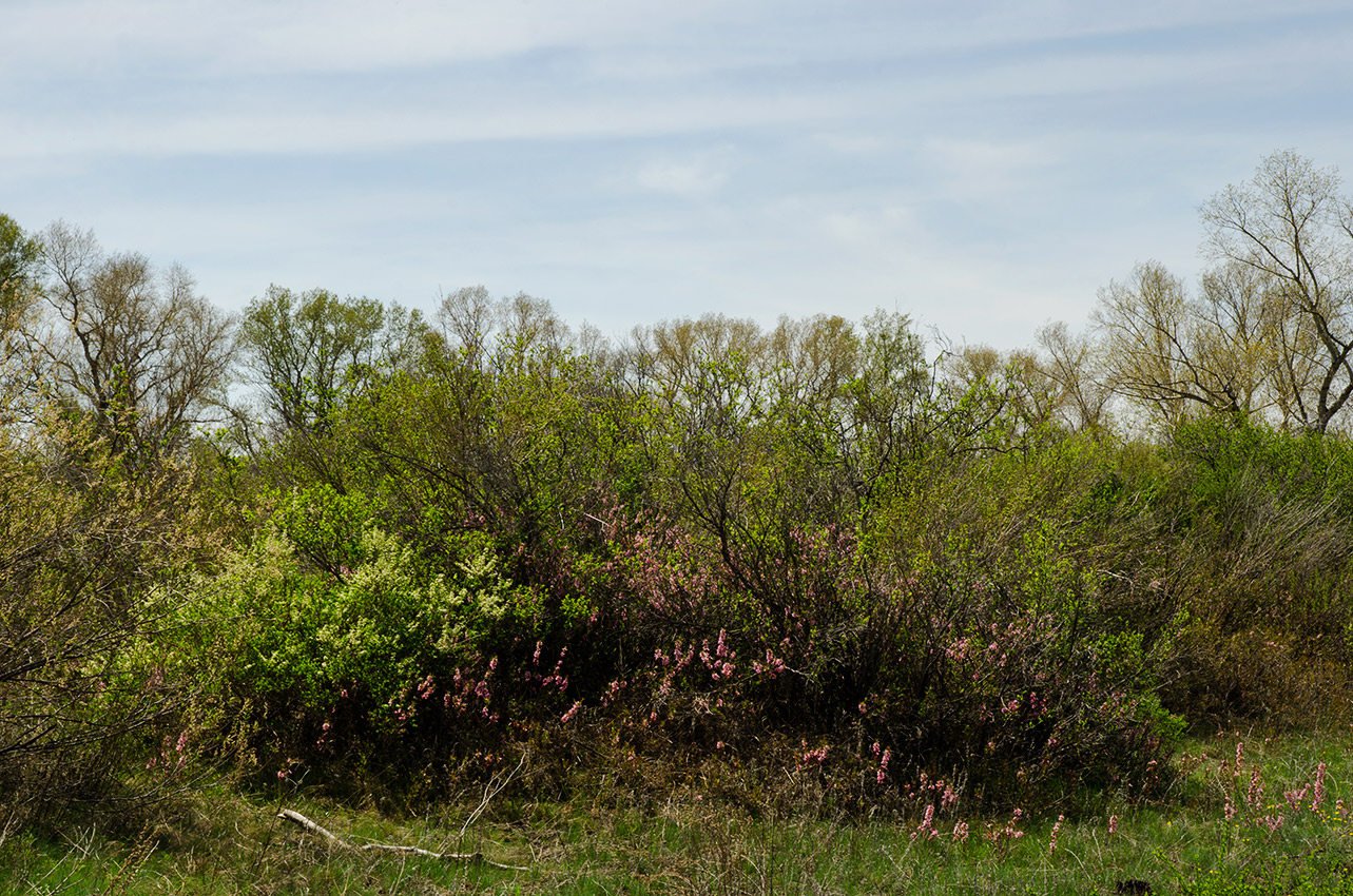 Соколки, image of landscape/habitat.