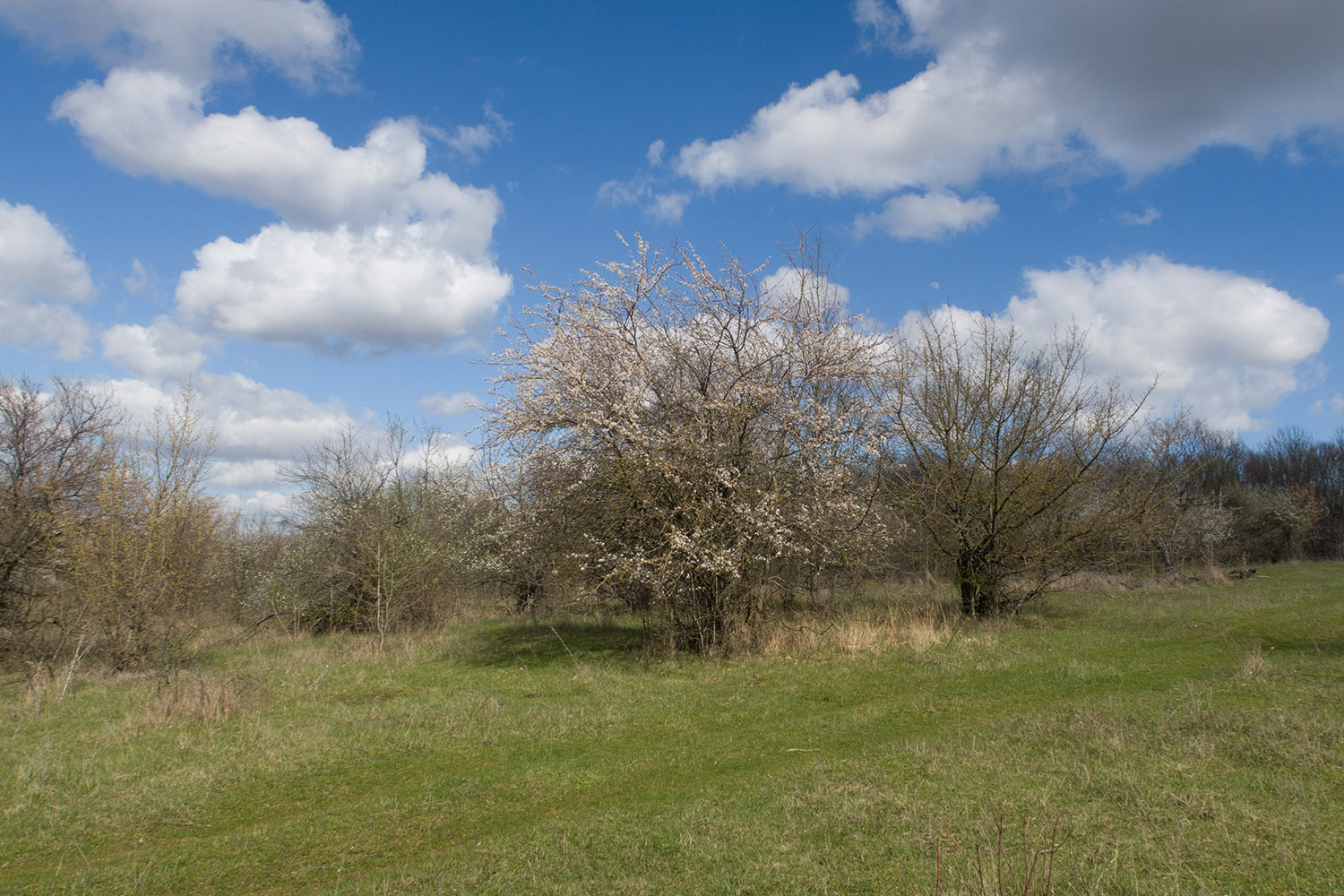 Заброшенные сады, изображение ландшафта.