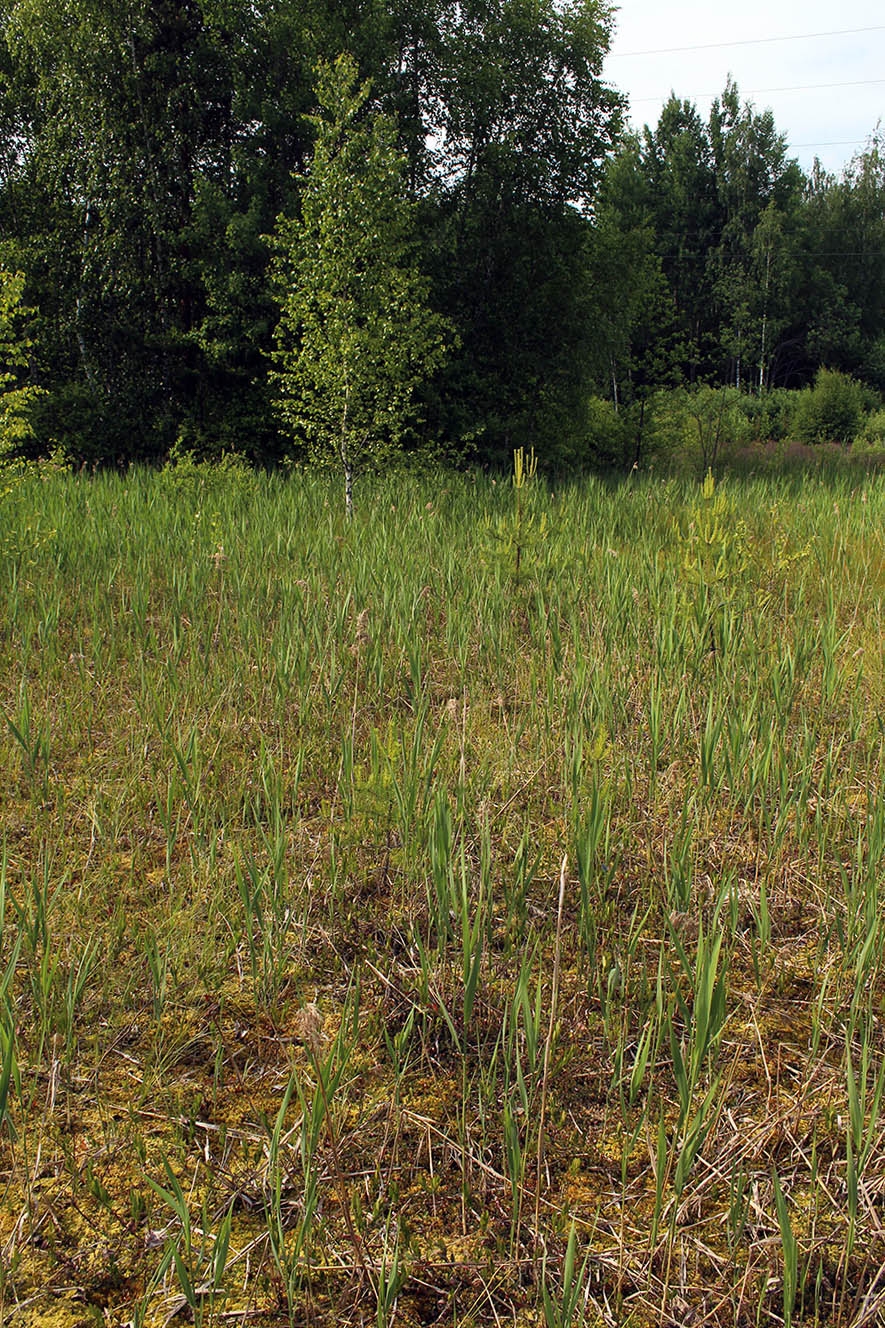 Щепкино болото, image of landscape/habitat.