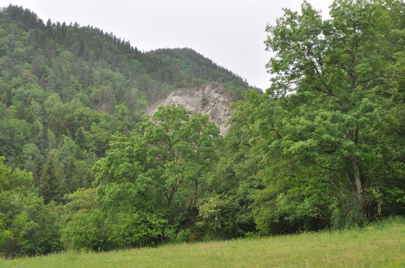 Долина ручья Квабисхеви, image of landscape/habitat.