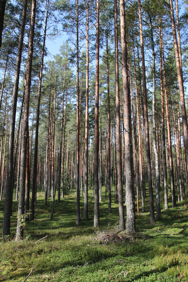 Сурмино, image of landscape/habitat.