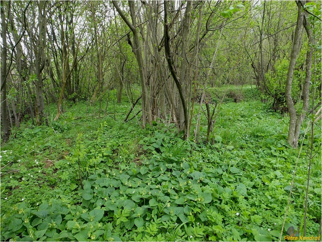 Долина, image of landscape/habitat.