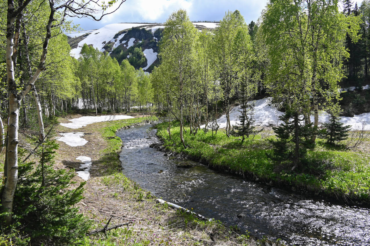 Верховья реки Правая Сарала, image of landscape/habitat.