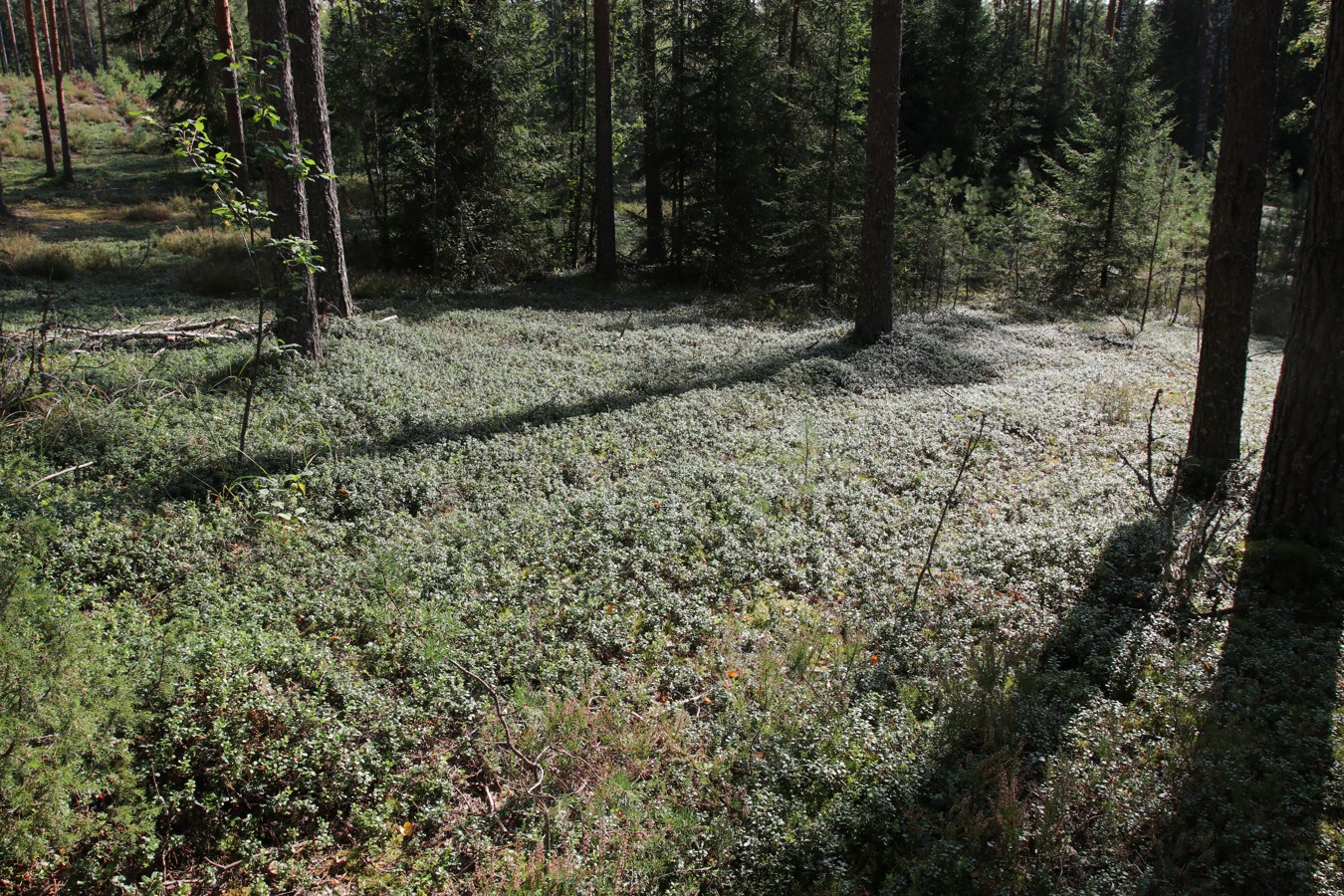 Сурмино, image of landscape/habitat.