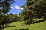 Окрестности села Гандзани, image of landscape/habitat.