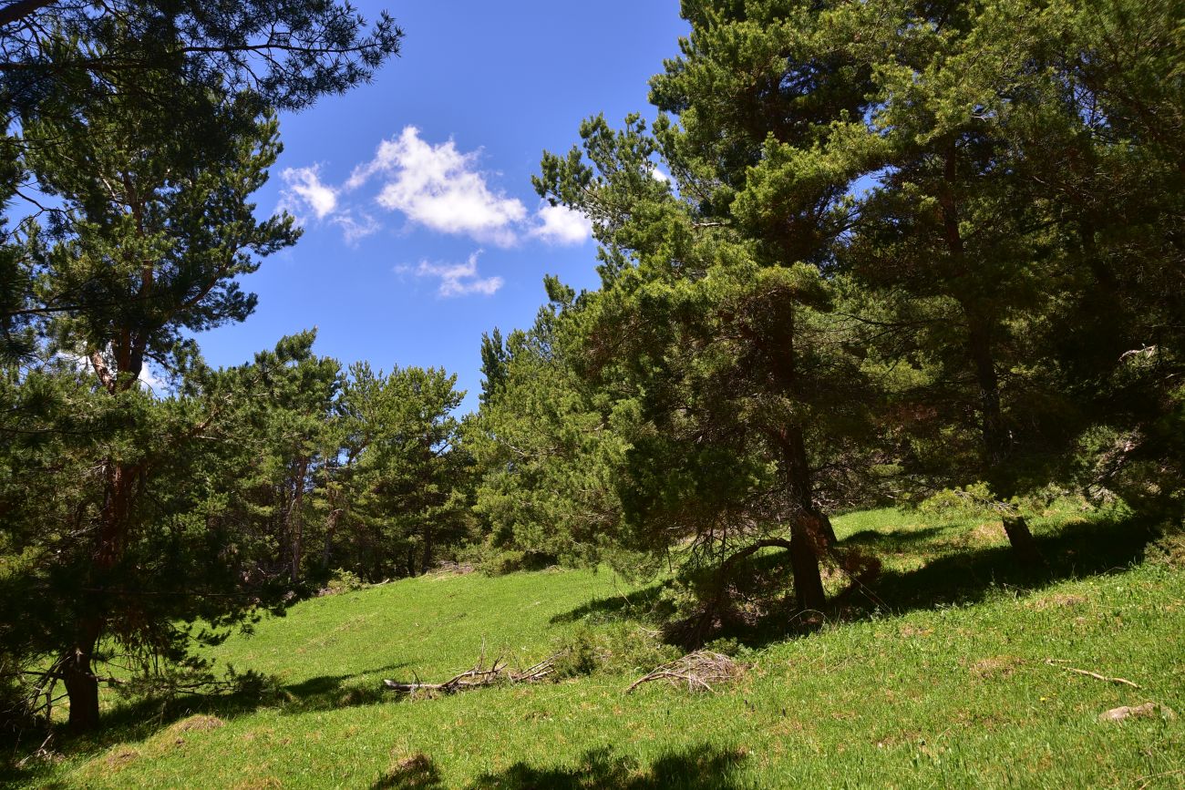 Окрестности села Гандзани, image of landscape/habitat.