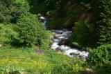 Кашикли, image of landscape/habitat.