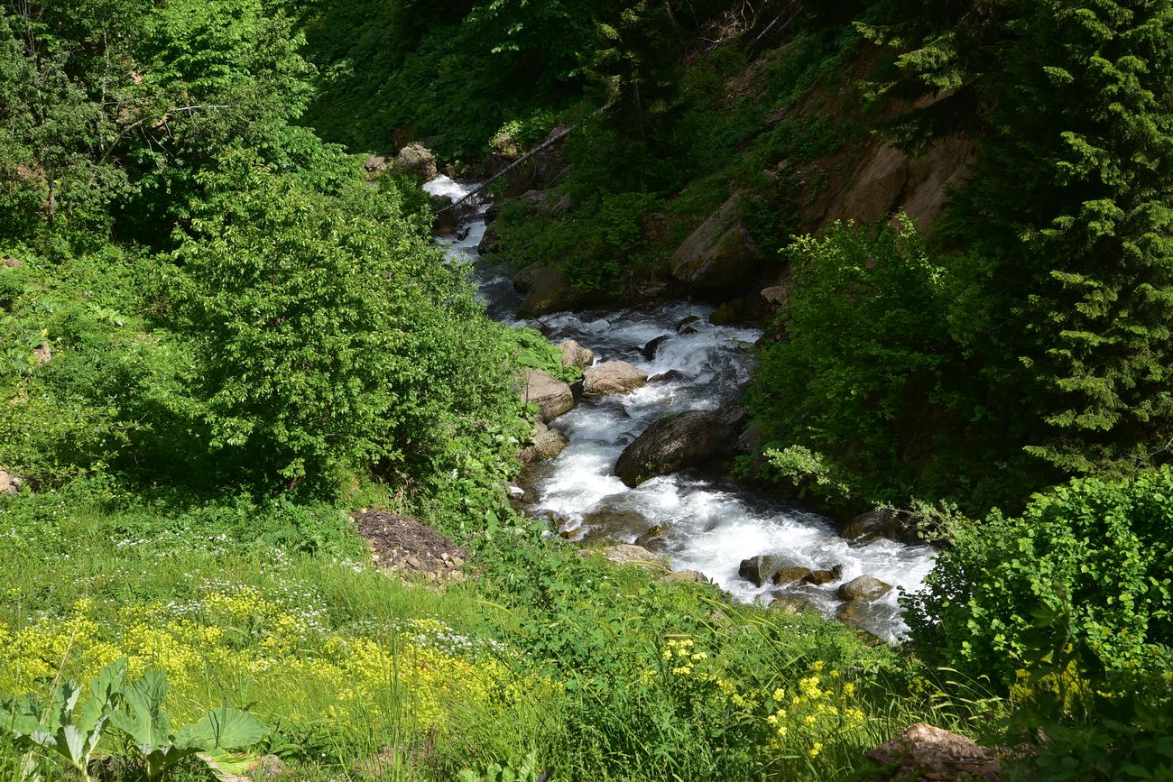 Кашикли, image of landscape/habitat.