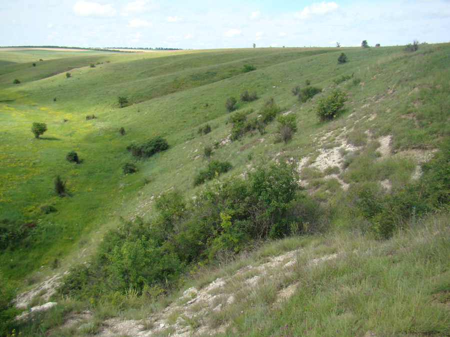 Заповедник "Еланецкая степь", image of landscape/habitat.