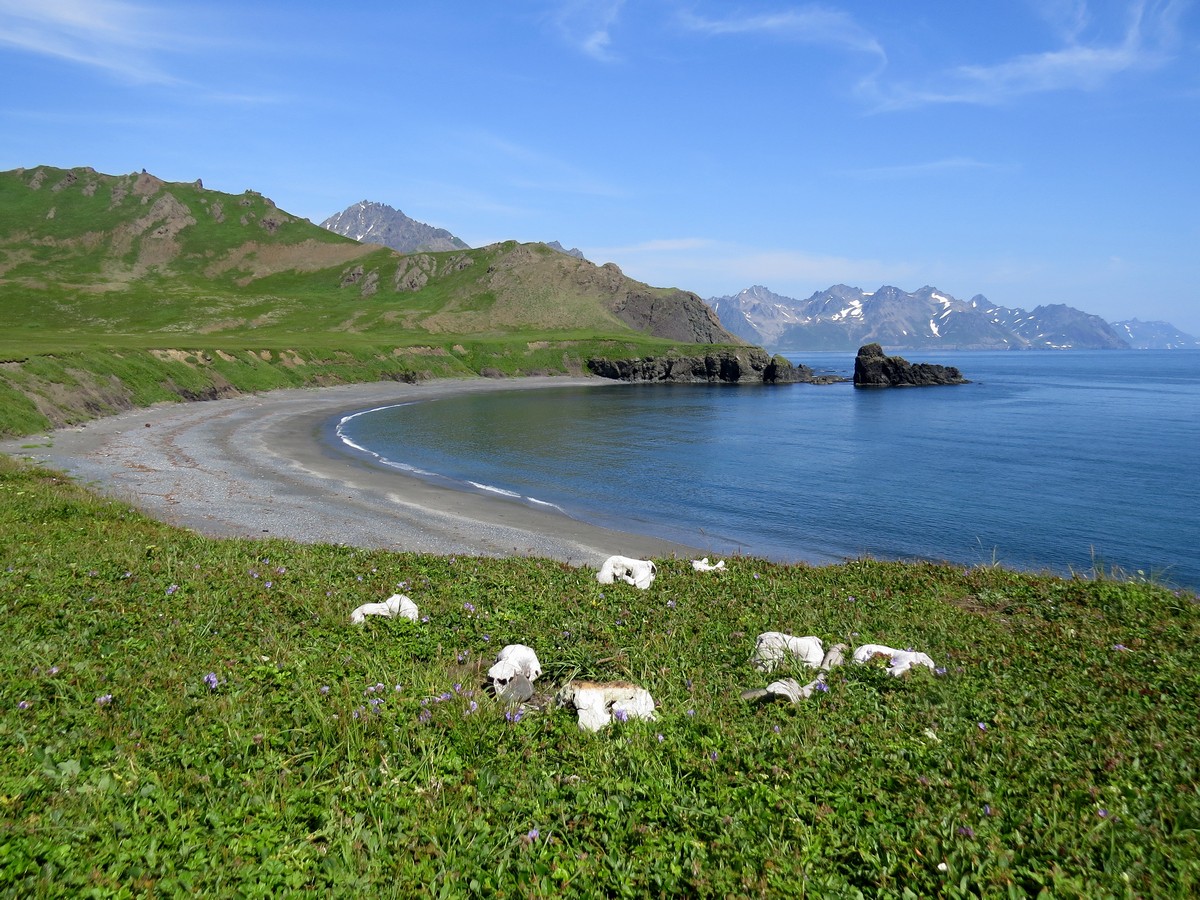 Мыс Цепочка, image of landscape/habitat.