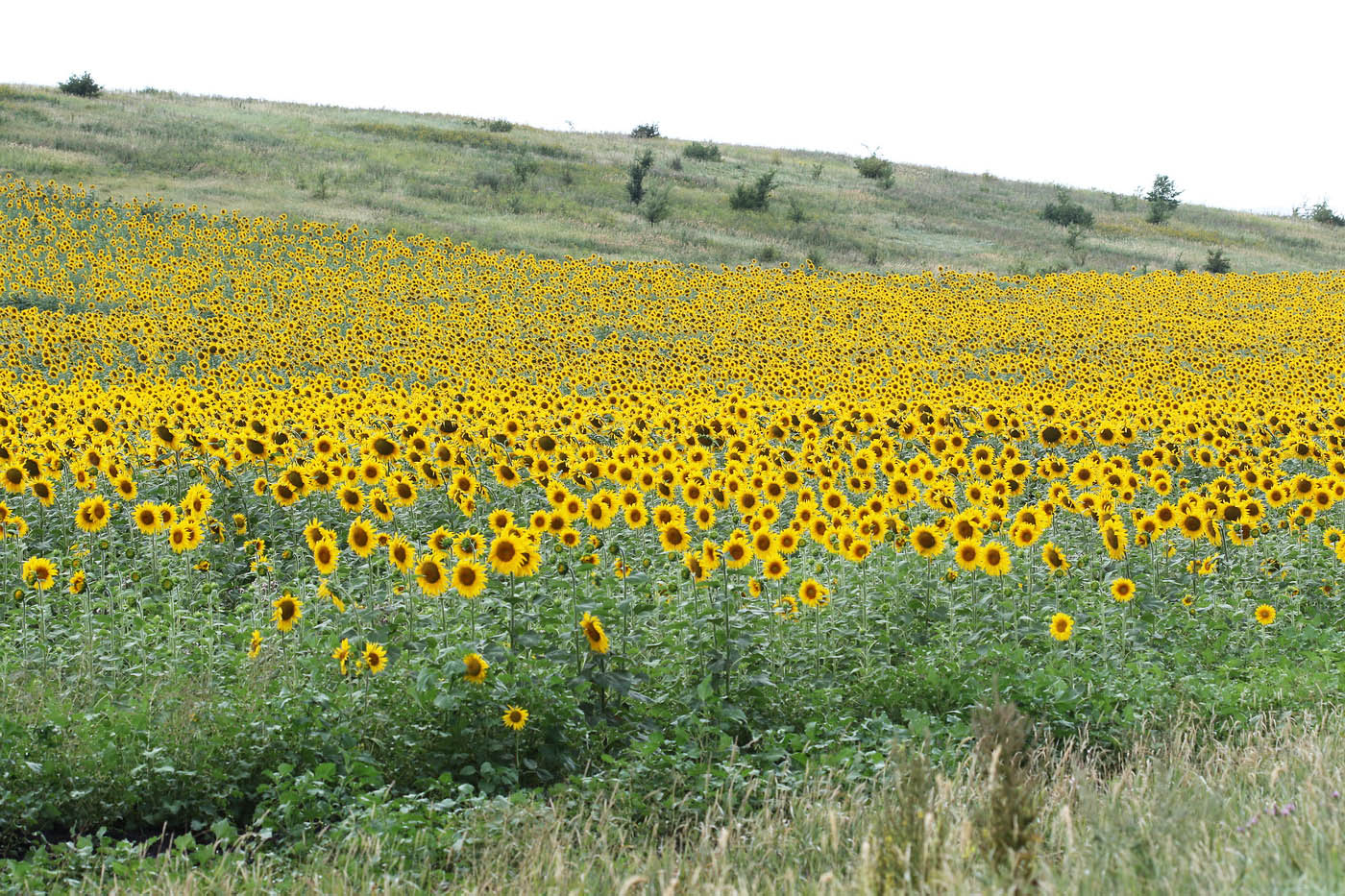 Окрестности посёлка Алексеевка, image of landscape/habitat.