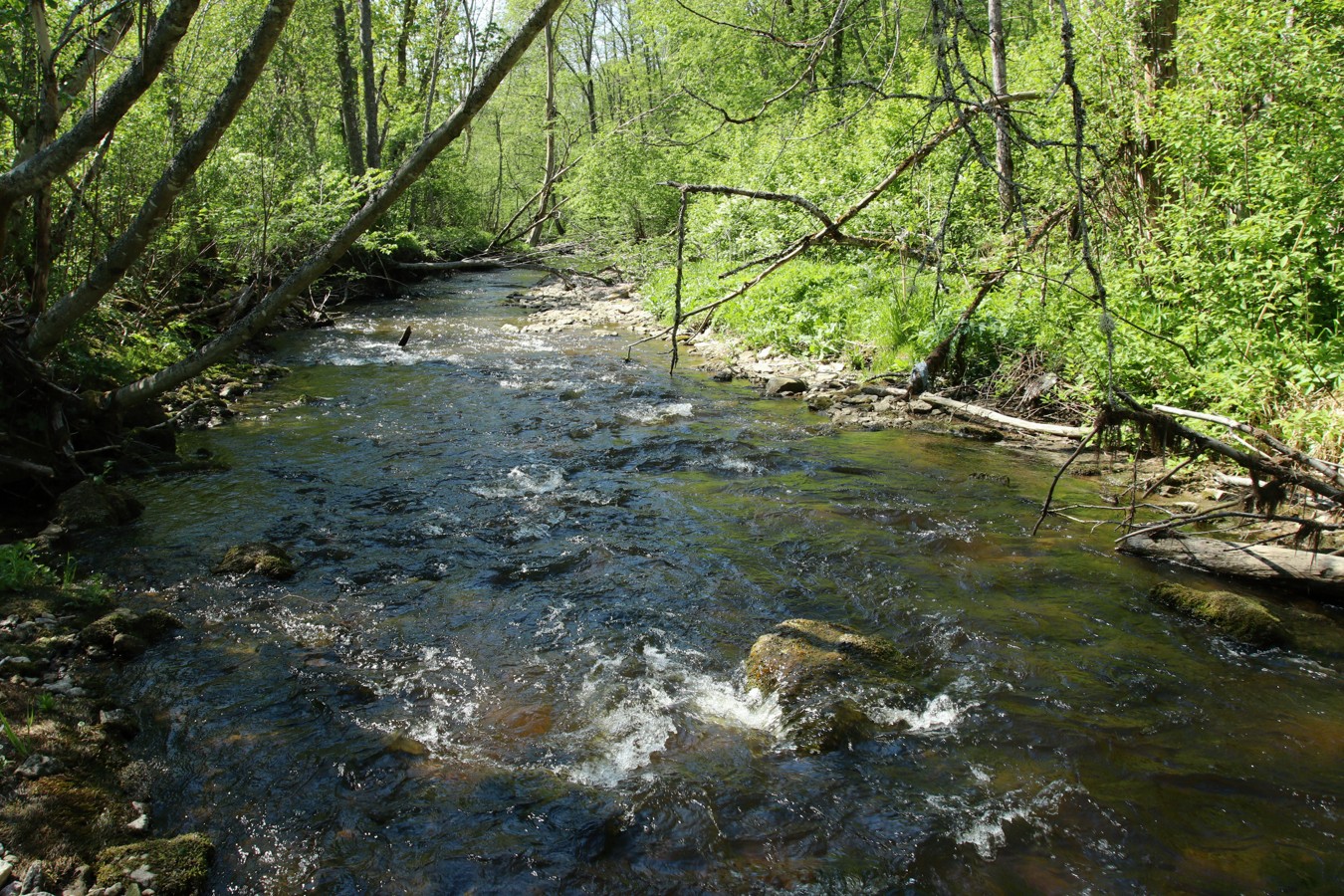 Ламошка, image of landscape/habitat.