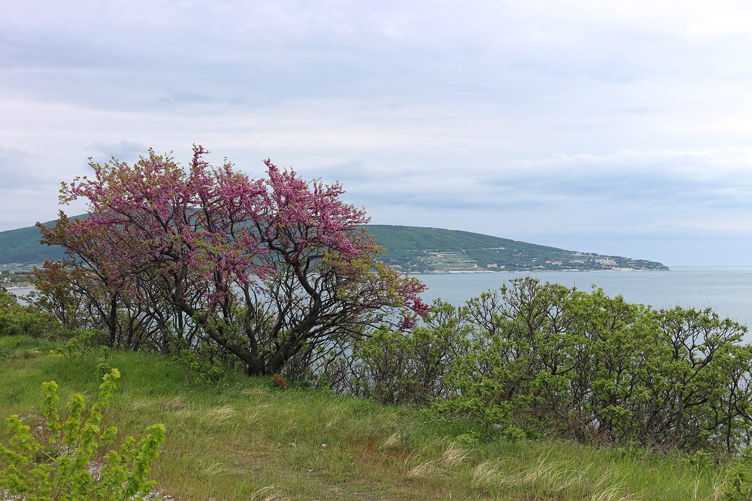 Берег моря у мыса Пенай, image of landscape/habitat.