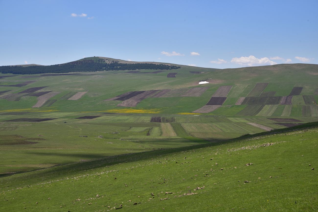 Окрестности села Гандзани, image of landscape/habitat.