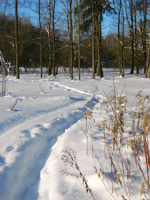 Звенигородский край, image of landscape/habitat.