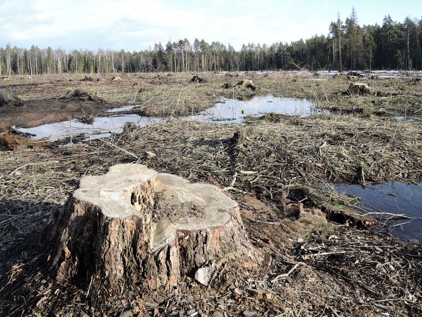 Вырубка на 72-м км трассы М7, image of landscape/habitat.