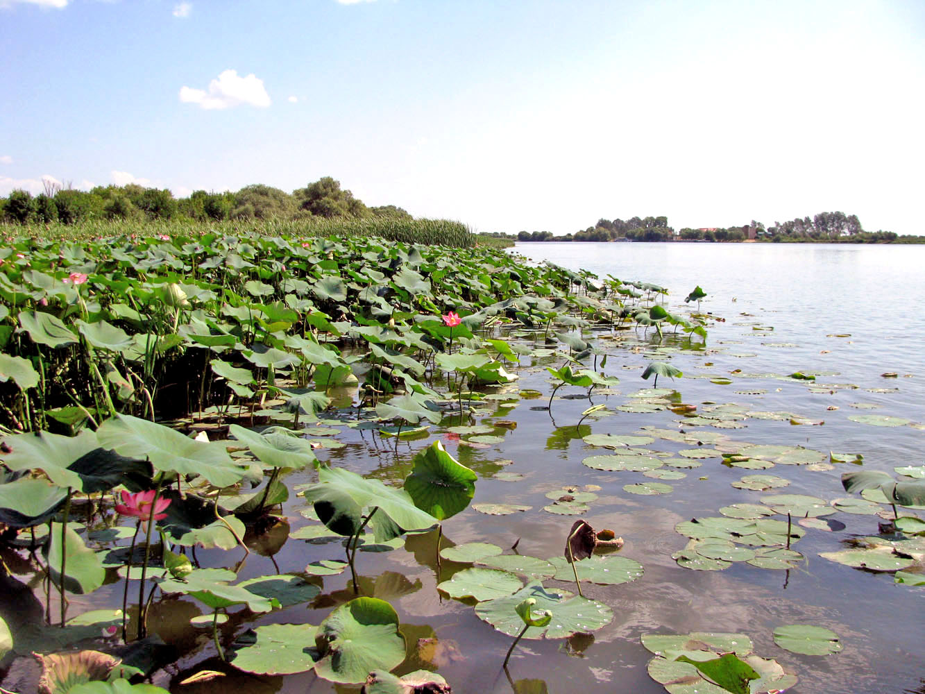 Камызяк – Бахтемир, image of landscape/habitat.