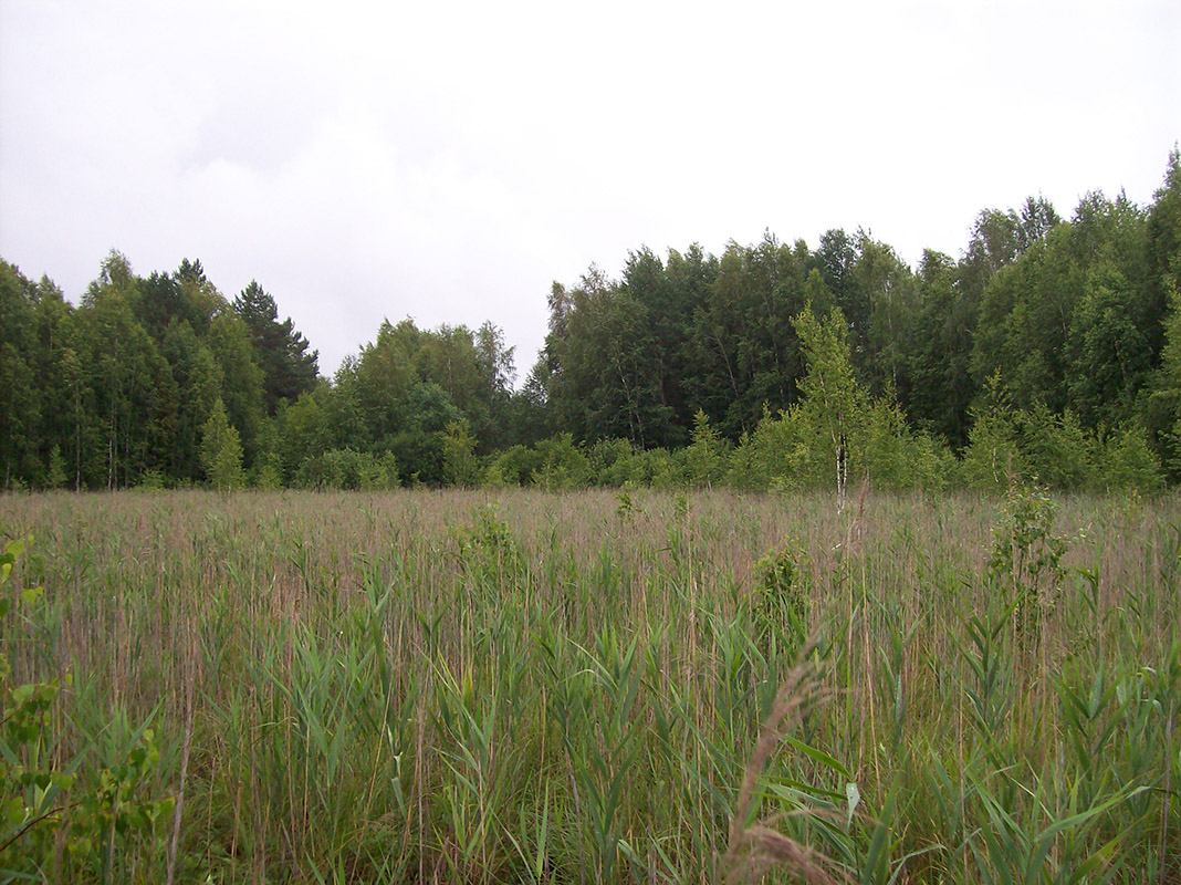 Жидеевская дача, image of landscape/habitat.