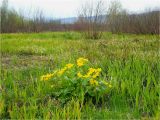 Долина, image of landscape/habitat.