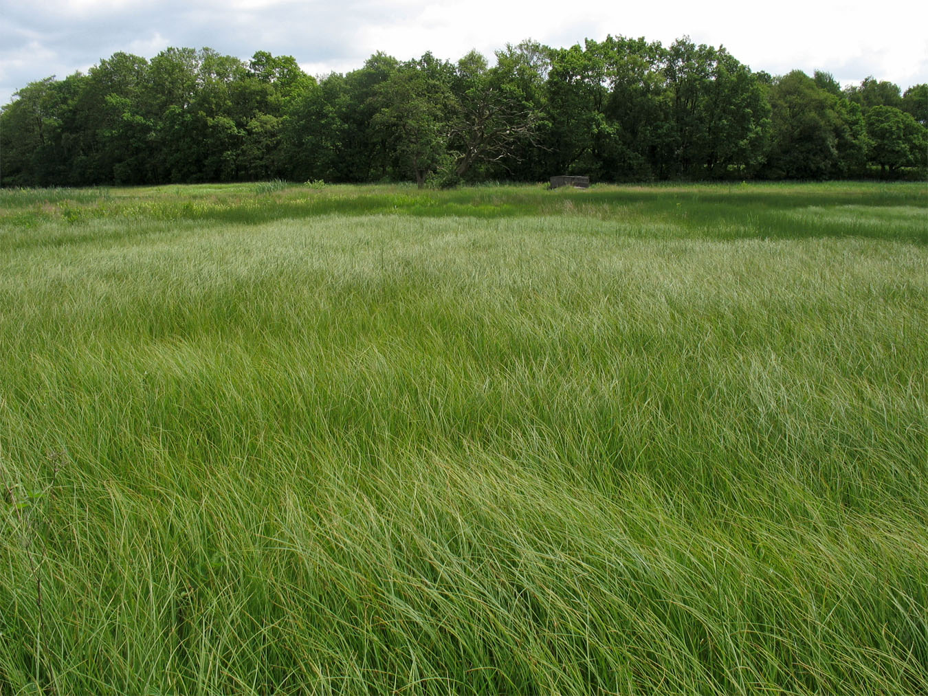 Национальный парк Drentsche Aa, image of landscape/habitat.