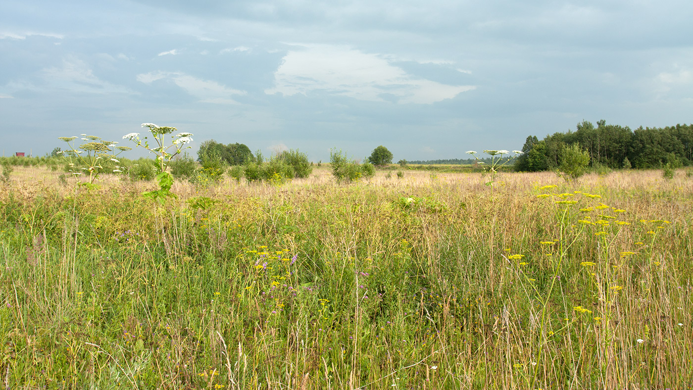 Окрестности Глядино, image of landscape/habitat.