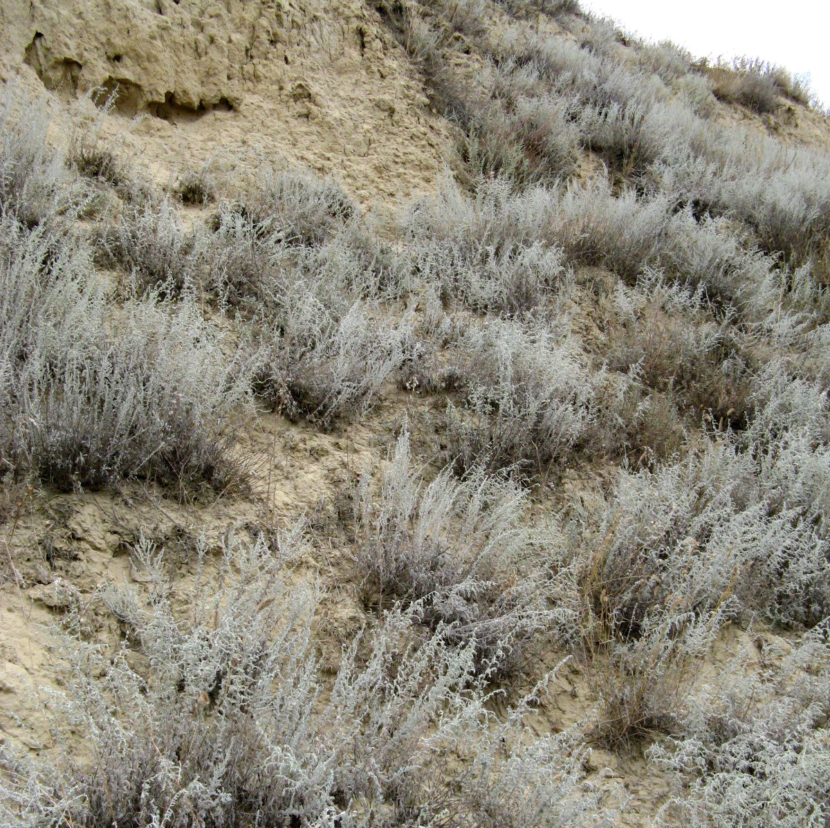 Слобозия Маре, image of landscape/habitat.
