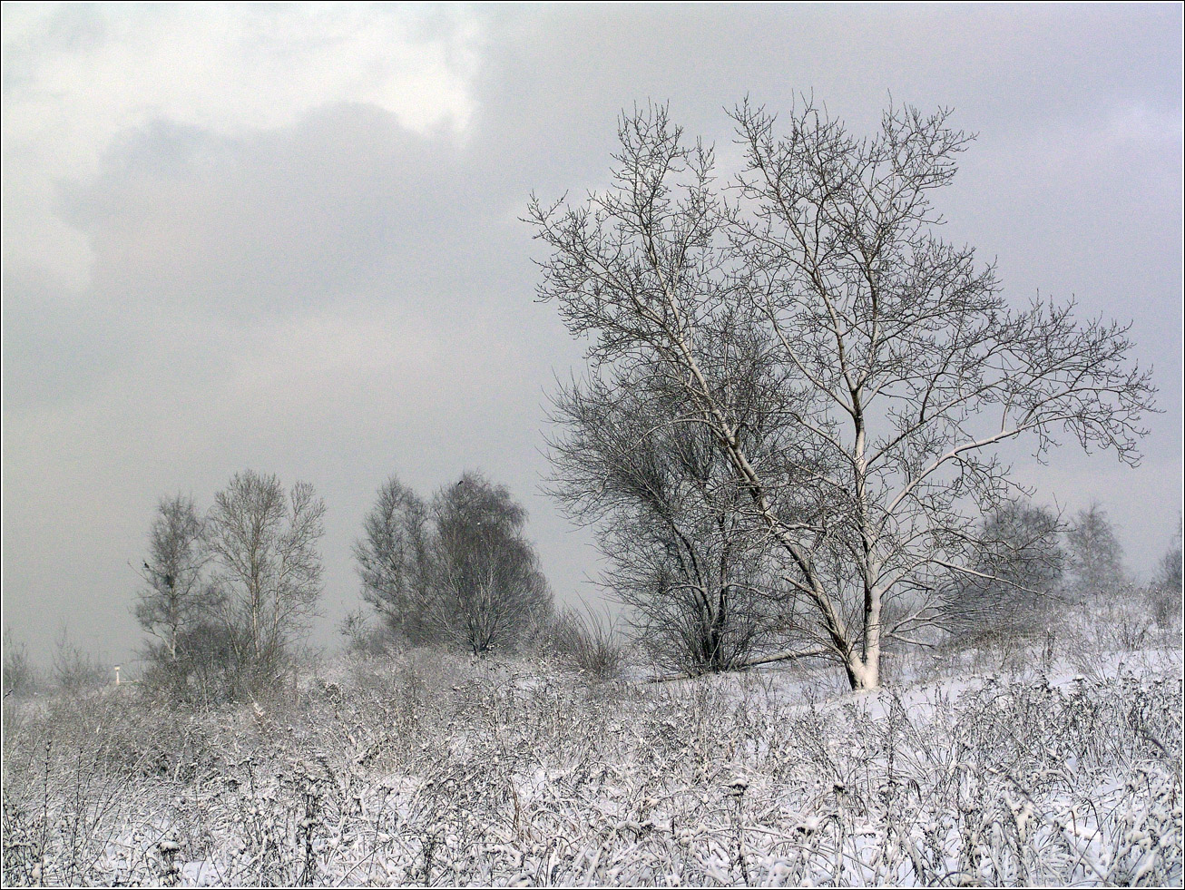 Жулебинский лес, image of landscape/habitat.