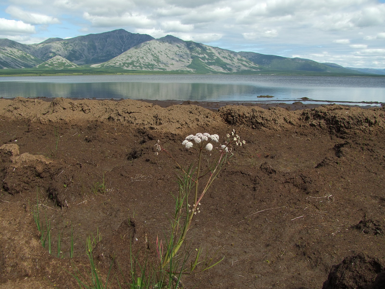 Глухое, image of landscape/habitat.