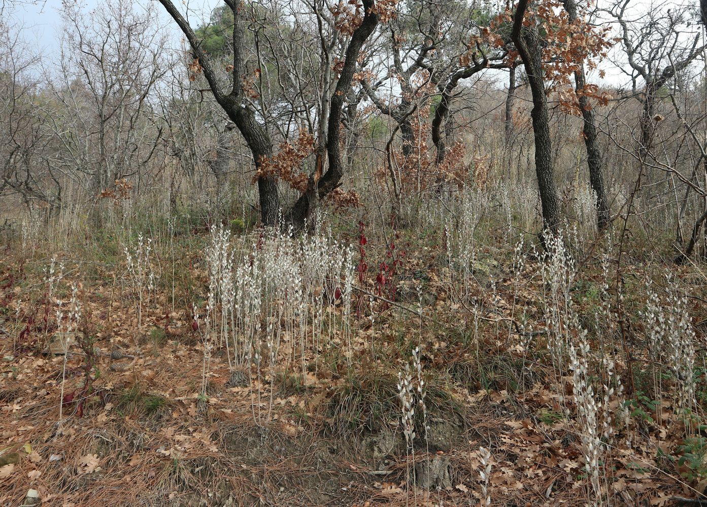 Гора Колдун, image of landscape/habitat.