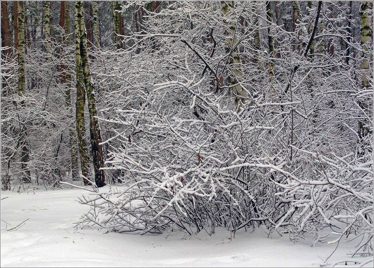 Жулебинский лес, image of landscape/habitat.
