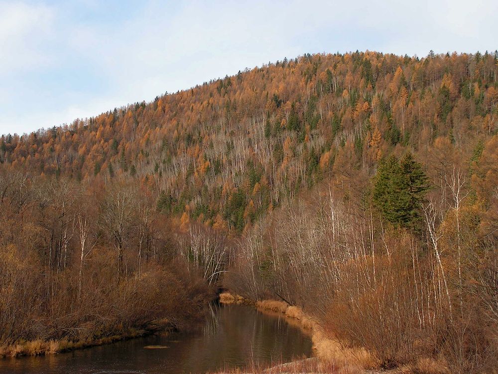 Тумнин, image of landscape/habitat.