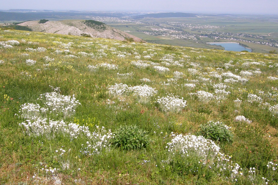 Чатырдаг, изображение ландшафта.