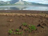 Глухое, image of landscape/habitat.