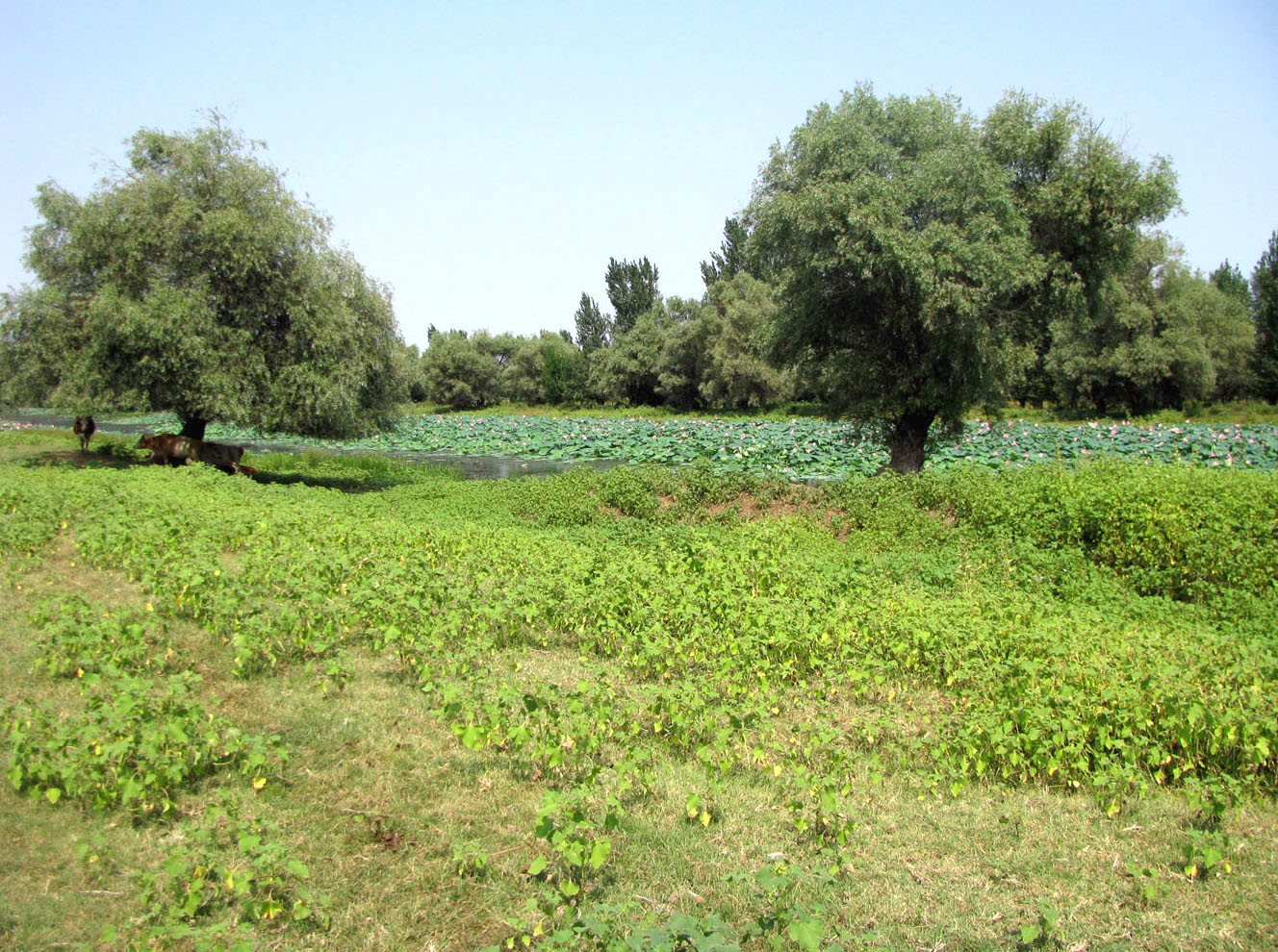 Бузан, image of landscape/habitat.