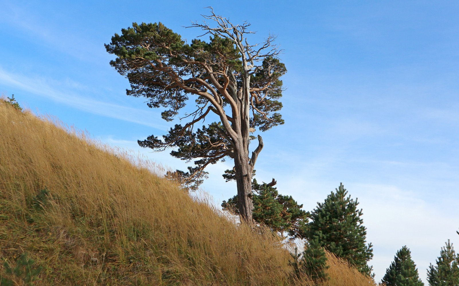 Узуруб, image of landscape/habitat.