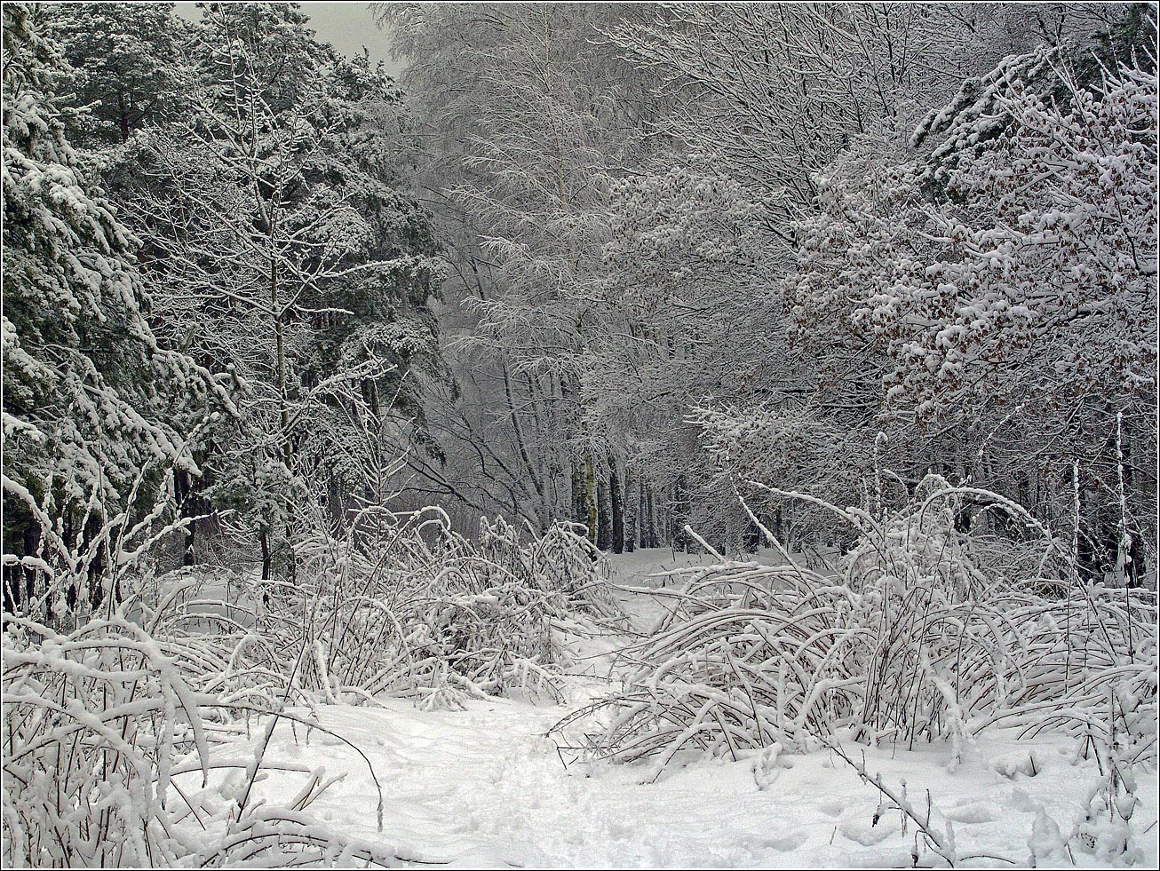 Жулебинский лес, image of landscape/habitat.