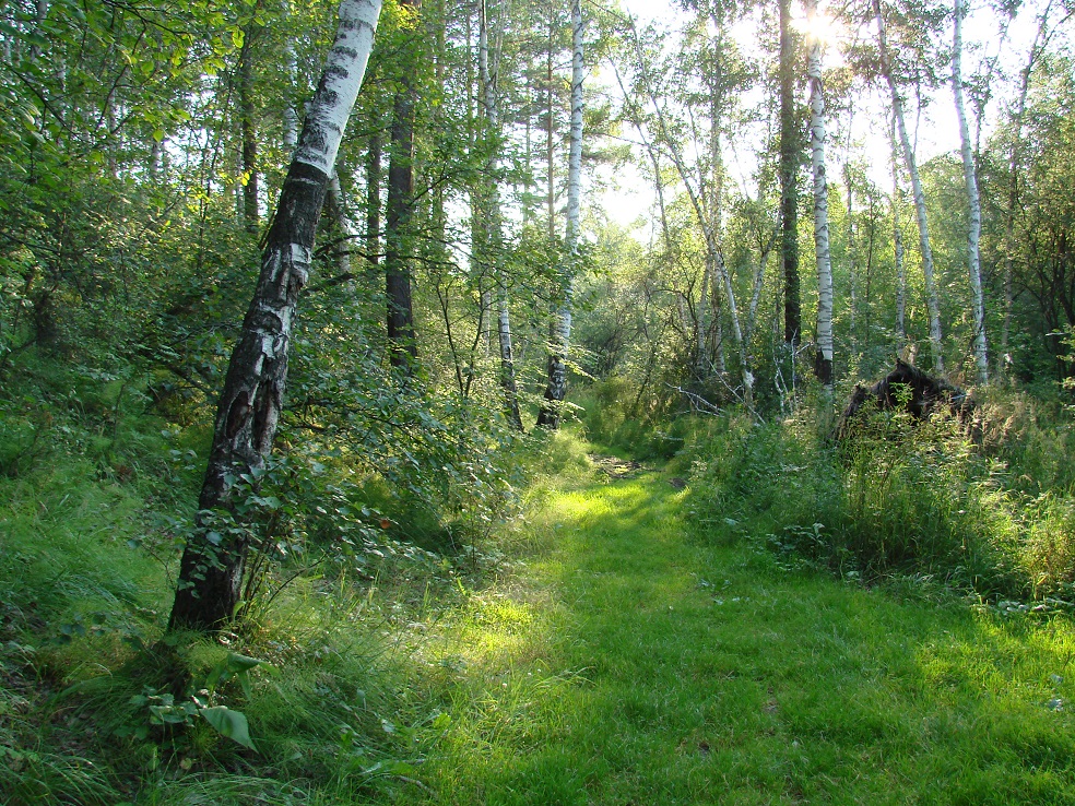 Иркутское водохранилище, image of landscape/habitat.