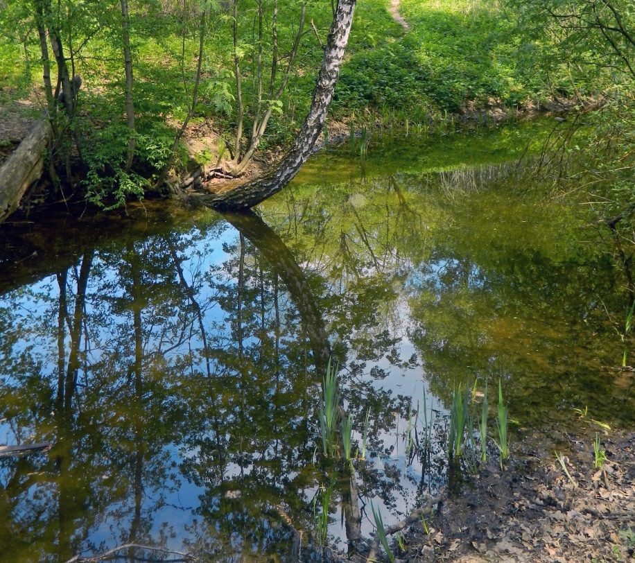 ГБС РАН, image of landscape/habitat.