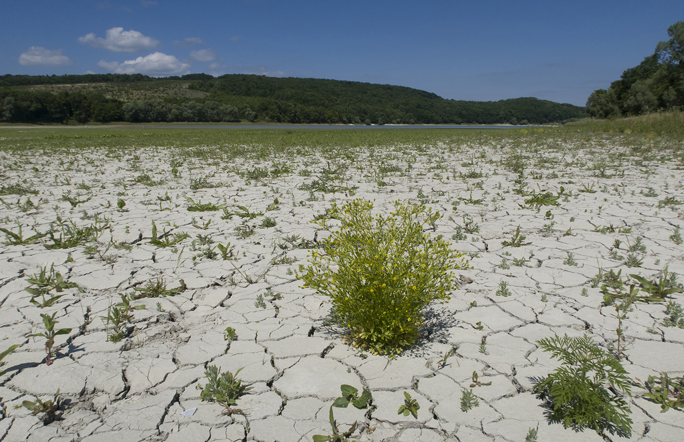 Красный Псебепс, image of landscape/habitat.