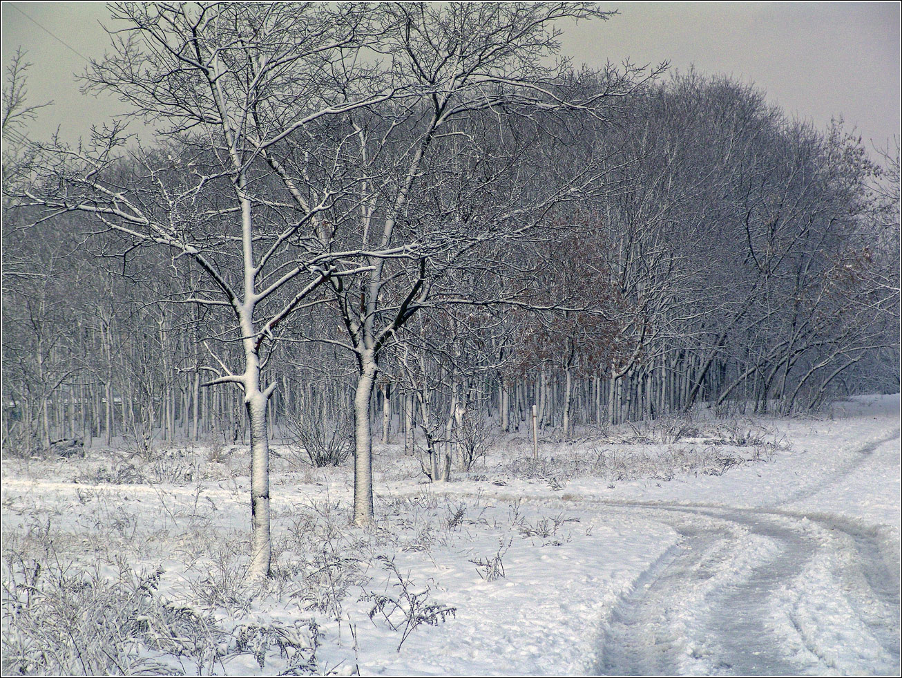 Кузьминский лесопарк, изображение ландшафта.