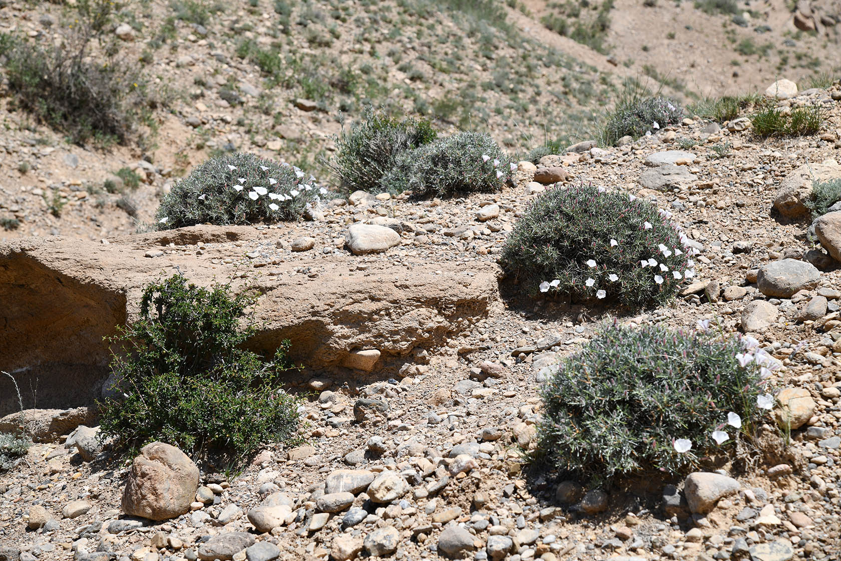 Мадыген, image of landscape/habitat.