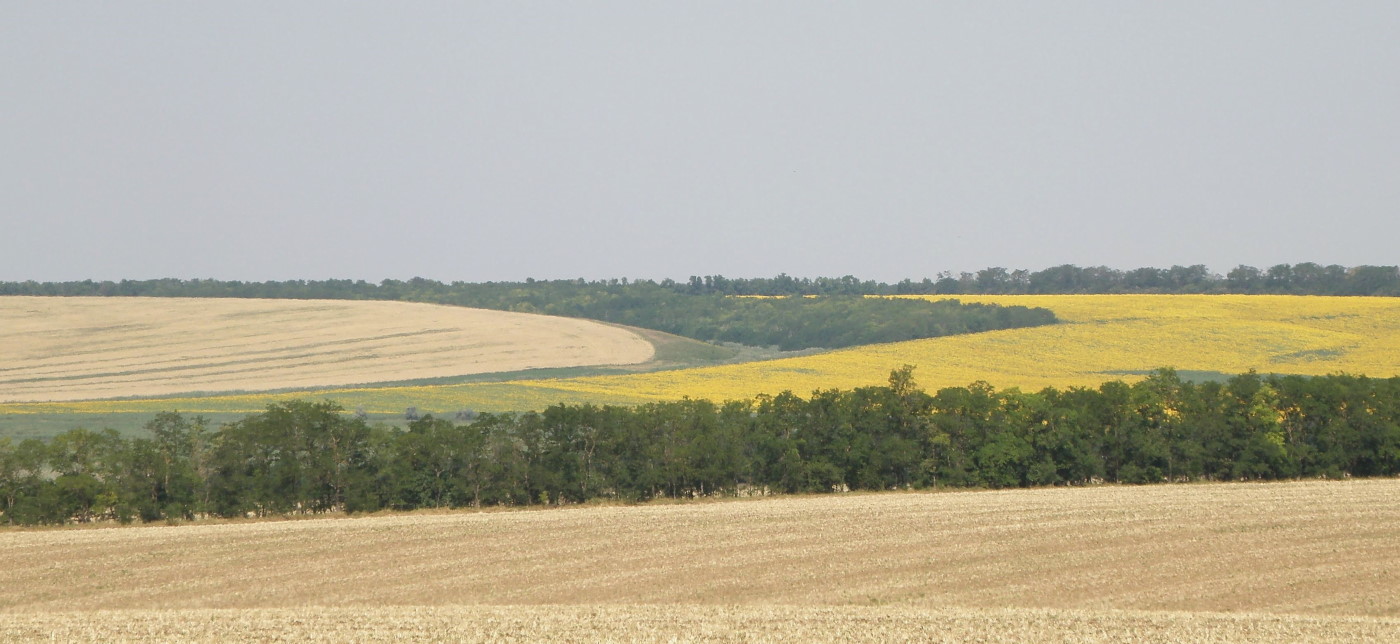 Балка Сухая, image of landscape/habitat.
